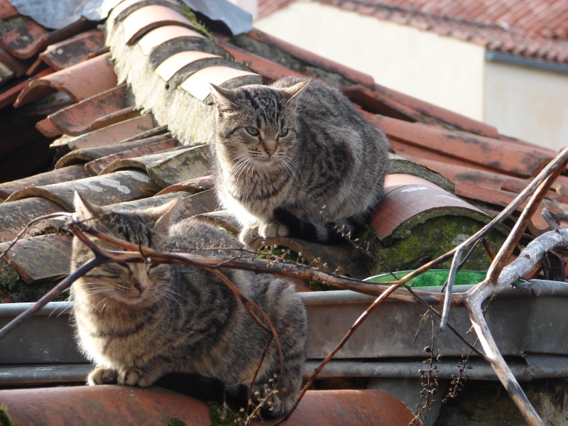 Campagne de stérilisation de chats sauvages sur FONTENAY le COMTE Dsc03210