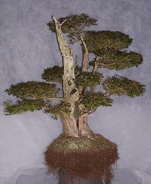 Jersey Bonsai Society Lon110