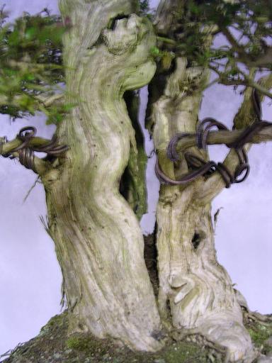 Jersey Bonsai Society Lon310