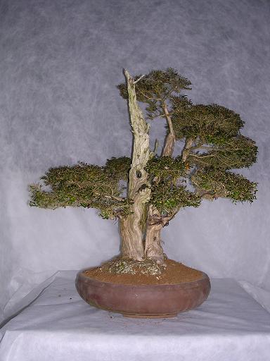 Jersey Bonsai Society Lon410