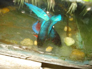 betta breeding Dsc06410