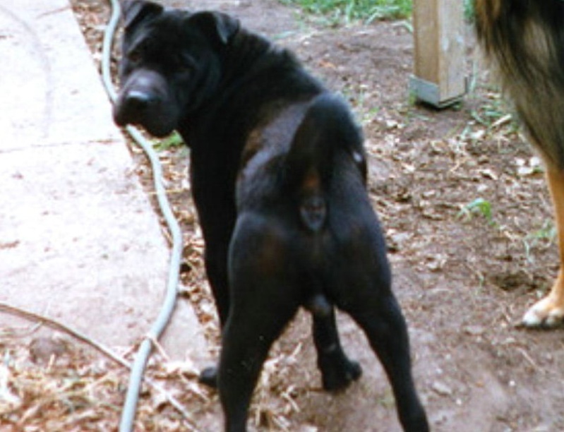 dog butts photos Q510