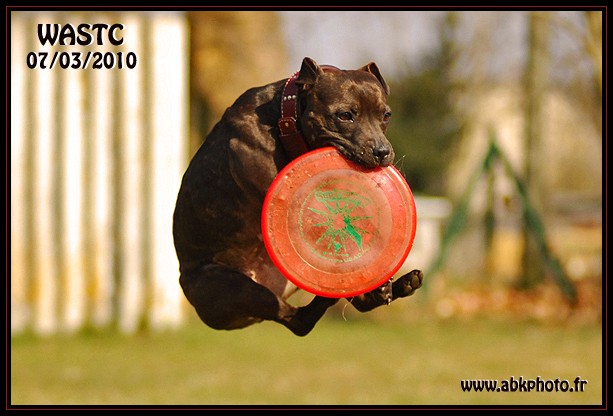 sance photos frisbee Wastc_13