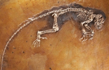 Pronađeni ostaci primata stari 47 miliona godina Fosil-10