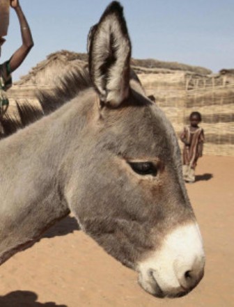 Depresivni magarac počinio samoubojstvo Magara10