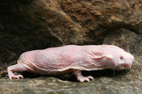 Strange and Unusual Animals of Land, Sea and Air South-10