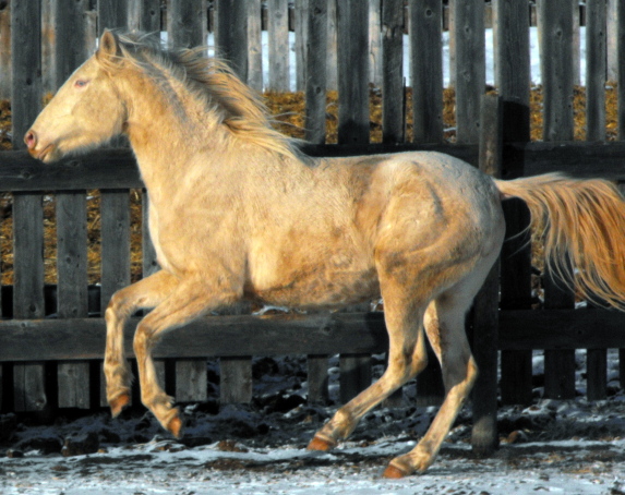 BOOKING FOR 2010! Imported 1 of a kind stallion 2009_025