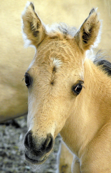 Our Silver Perlino foaled. 2009_058