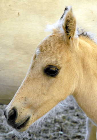 Our Silver Perlino foaled. 2009_059