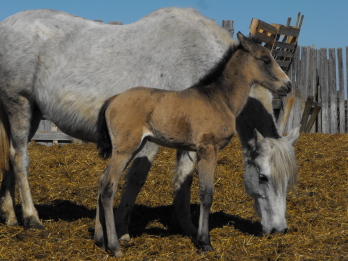 2010 foals now coming at Swan Creek! 2010_011