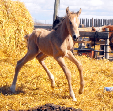 2010 foals now coming at Swan Creek! 2010_013