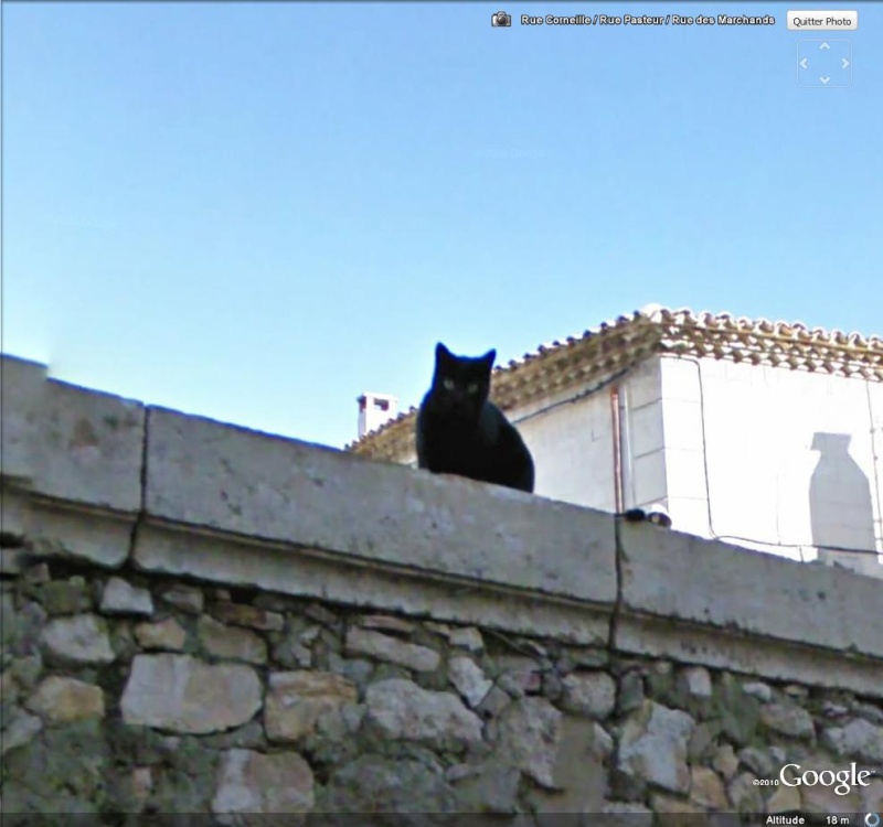 STREET VIEW : Les animaux - Page 5 Chat10