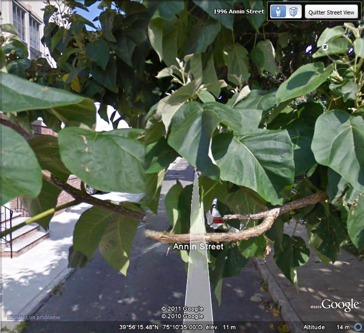 STREET VIEW : La street Car se mange des feuilles  Feuill10