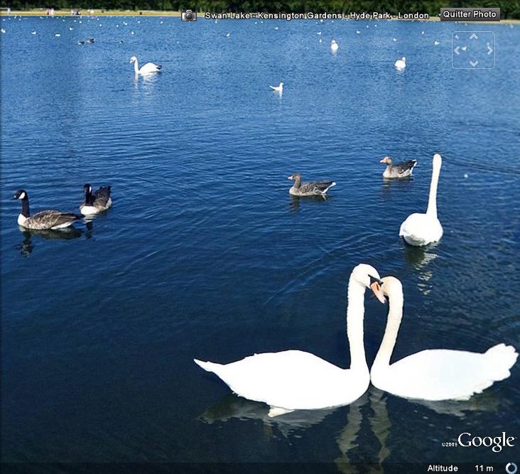 Animaux sur 360Cities [Kensington Gardens à Londres] Oiseau10