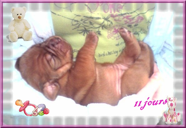 Votre 1er sujet Chiot_11