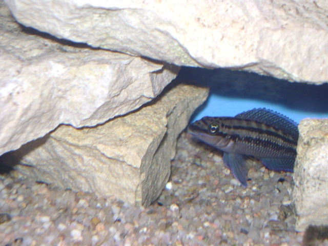 Reproduction de Julidochromis dickfeldi (Staeck 1975 ) Bac_1210