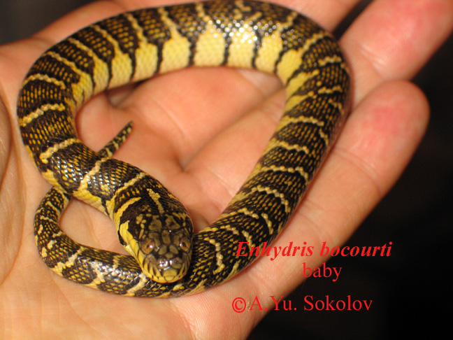 Пресноводные змеи (Homalopsinae) 110