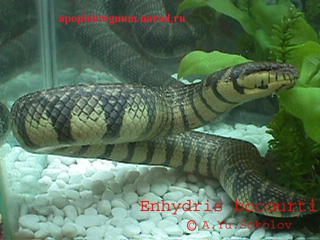 Пресноводные змеи (Homalopsinae) 310