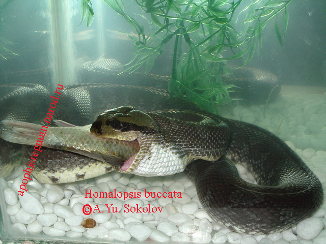 Пресноводные змеи (Homalopsinae) 410