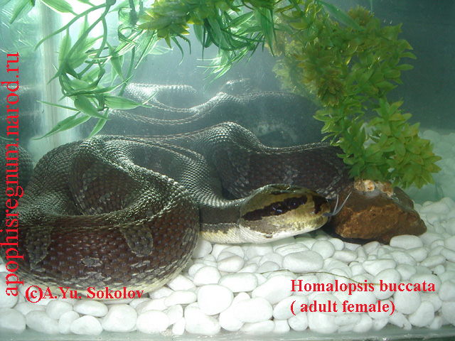 Пресноводные змеи (Homalopsinae) 510
