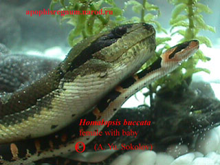 Пресноводные змеи (Homalopsinae) 610
