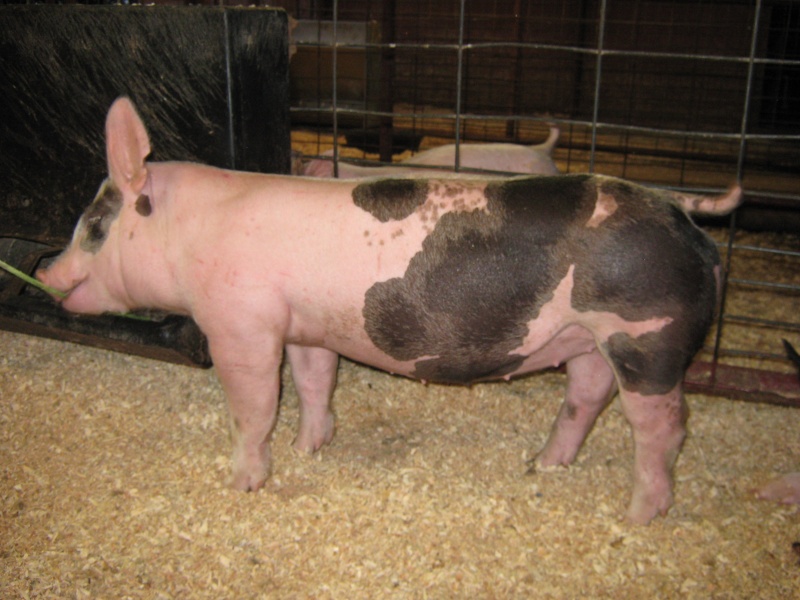 Online Auction at the Showpig Shop Littermate Gilts to Our Boar April 22-23 Img_0311