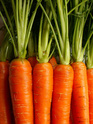 Les carottes .. toujours bonnes pour notre santé Carott10
