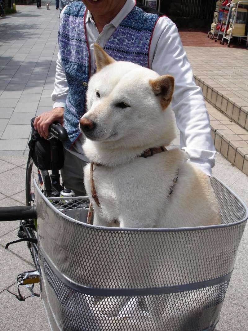 Faire du vélo avec son chien Kamaku10