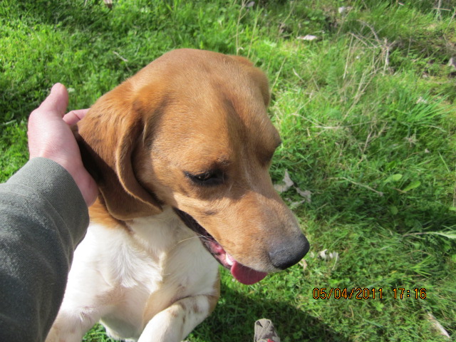 Urgent FA pour beagle de presque 2 ans 00211