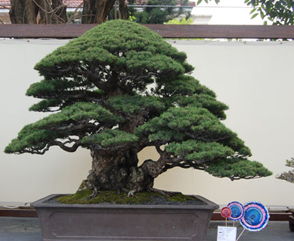 SPIRIT ' 09 INDONESIA NATIONAL BONSAI SHOW Casuar15