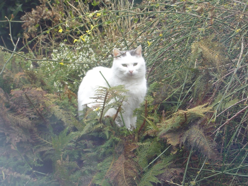 [CHATTE loos] Bianca femelle de 2/3 ans (en FA chez Fabienne&Stephane sur Provin) Dsc04227