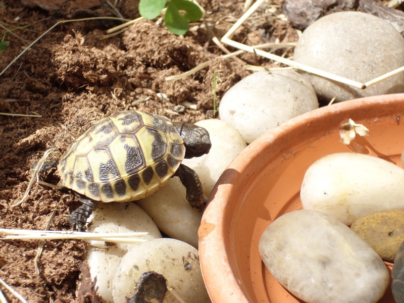 Identification de tortues Nuts_110