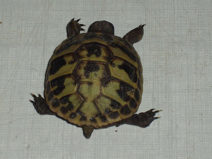 Identification de tortues Nuts_d10