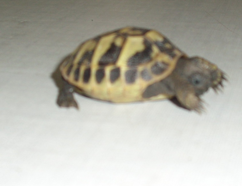 Identification de tortues Nuts_p11