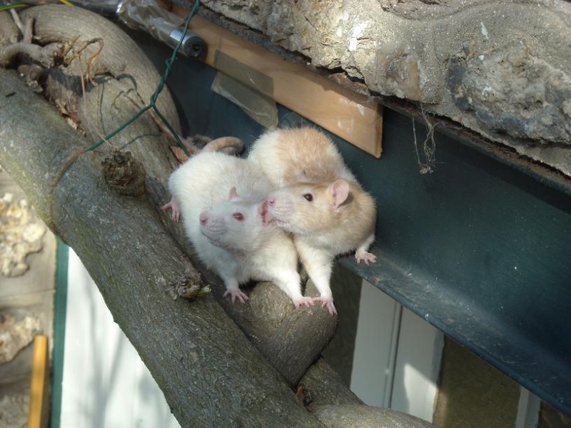 (Yvelines) 2 adorables rats males à donner ! Minusc11