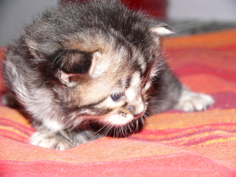 4 chatons tigrés poils long en accueil chez Karine (Tonnay Charente 17)(en cours de réservation)