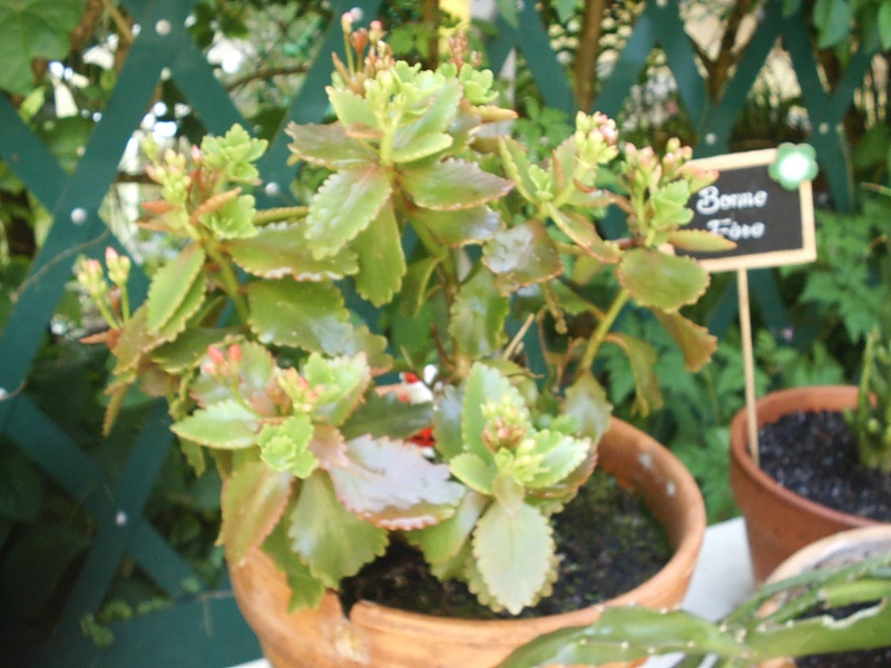 plantes grasses pour ma parda??sont elle comestible?? Aa10