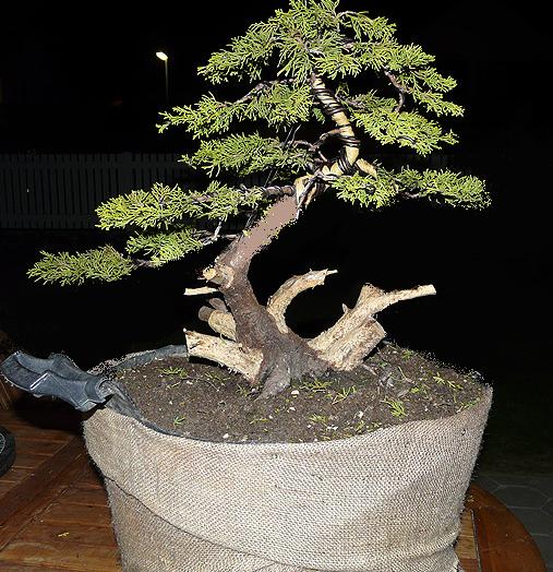 Juniperus - First Styling Bezaty10