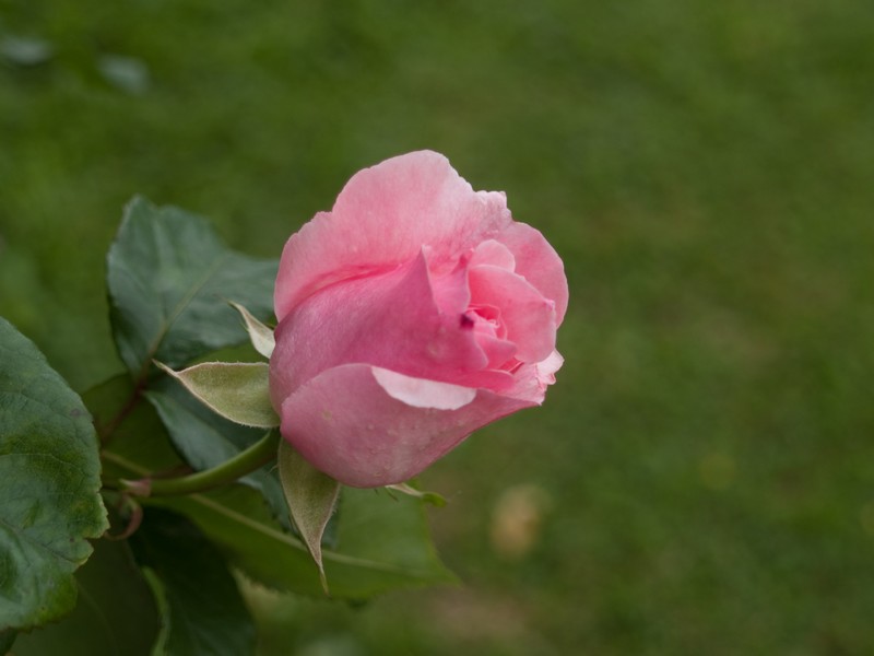 Quelques roses du jardin... Rose110