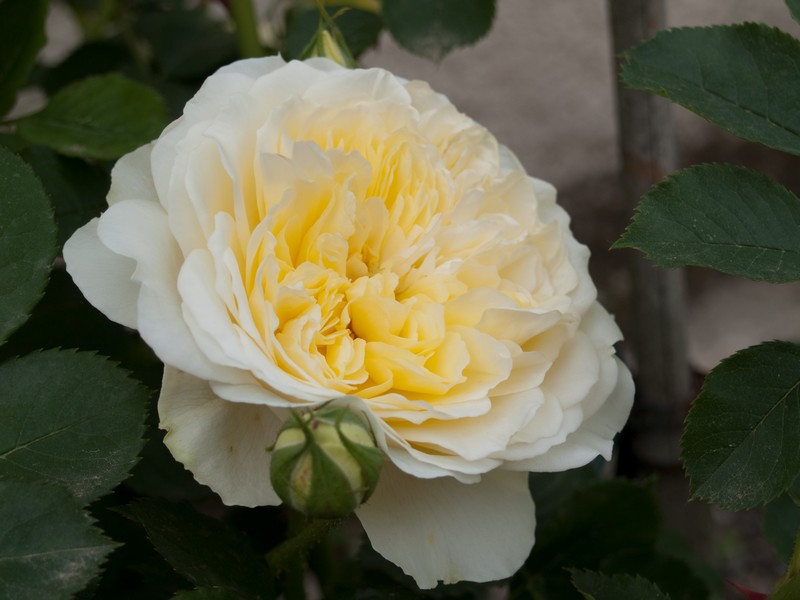 Quelques roses du jardin... Rose310