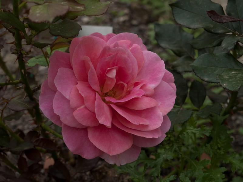 Quelques roses du jardin... Rose410