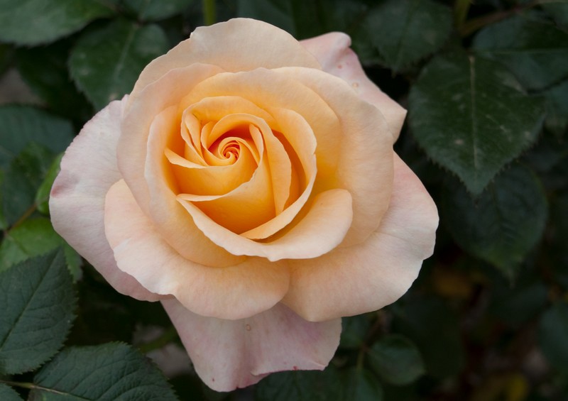 Quelques roses du jardin... Rose511