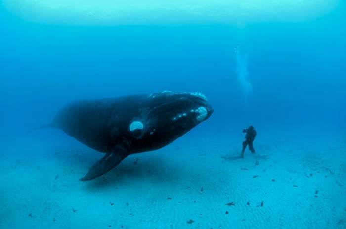 دعاء سيدنا يونس وهو في بطن الحوت Whale_10
