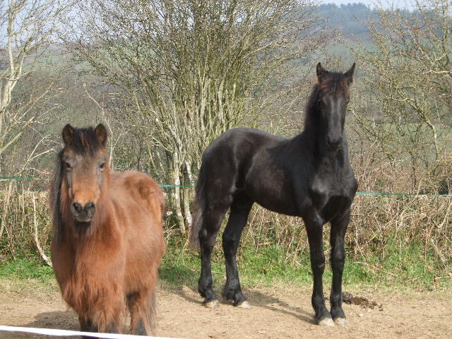 Travail des loulou  (cours de dressage avec Radja) - Page 11 11030512