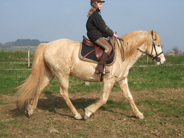 Travail des loulou  (cours de dressage avec Radja) - Page 11 11030518