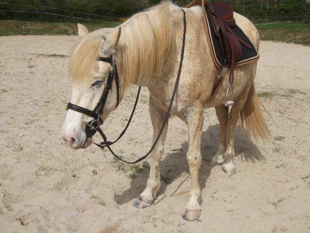 Travail des loulou  (cours de dressage avec Radja) - Page 12 2011_025