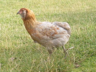 Une poule araucana croisé padoue frisé  .le résulta .... Zzeze10