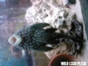 new wild imported plecos L330-710