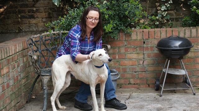 Misty 8 yr old Lurcher Dsc00110