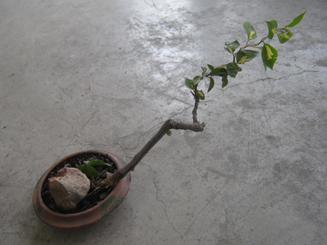 Bougainvillea Pictur19